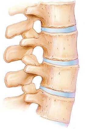 椎間板の説明図