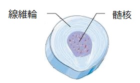 椎間板髄核、線維輪