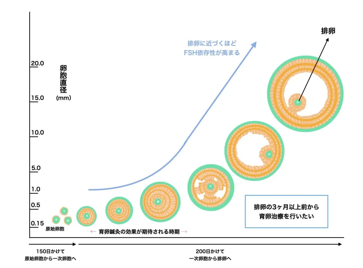 育卵鍼灸「鍼灸×スーパーライザー」｜妊活のために鍼灸院でやりたい