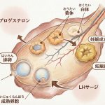 排卵後、いつ黄体へ変わるの?